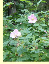 Роза собачья или шиповник (Rosa canina L.) Роза собачья или шиповник (Rosa canina L.)